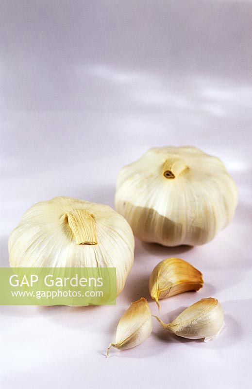 Garlic Marco