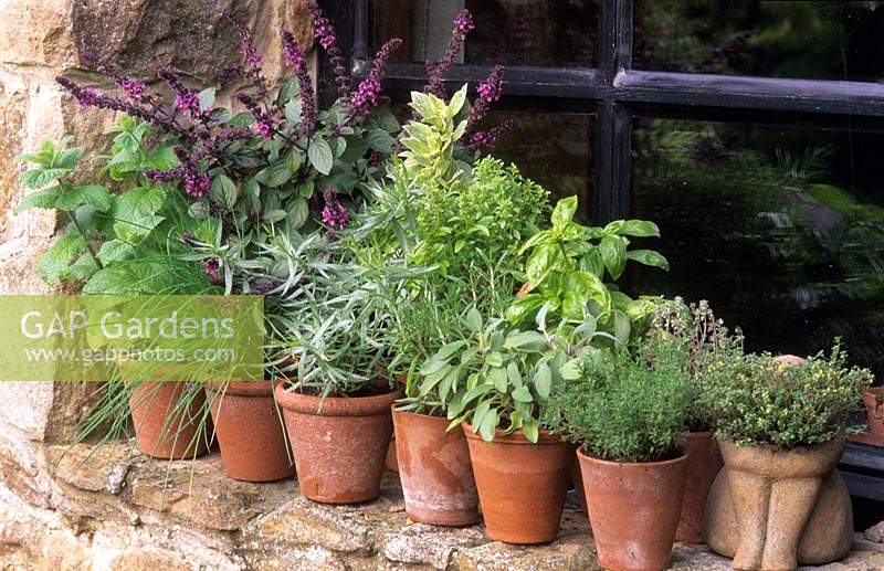 pots of mixed herbs and basils on windowsill