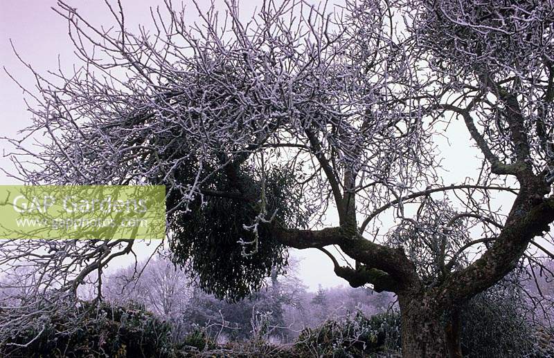 Parham Sussex mistletoe Viscum album in old apple tree