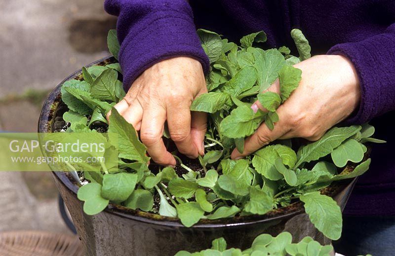 thinning out radish seedlings by hand