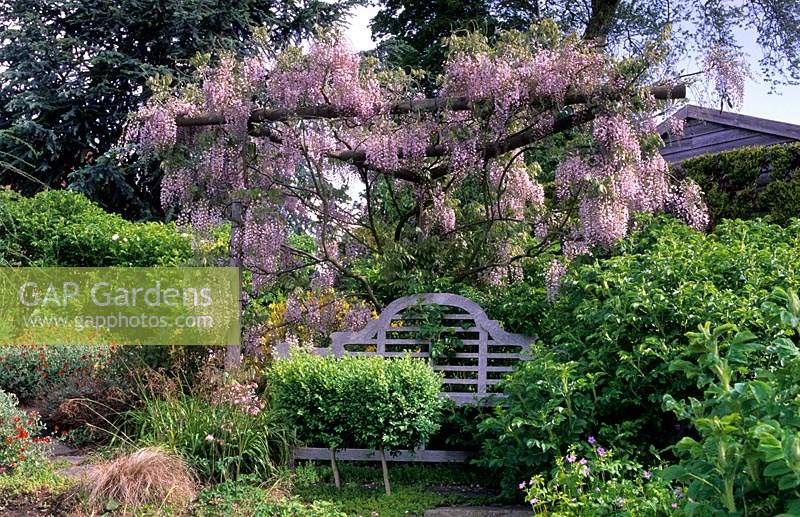 Tilford Cottage Surret seat covered with arch of Wisteria floribunda Rosea