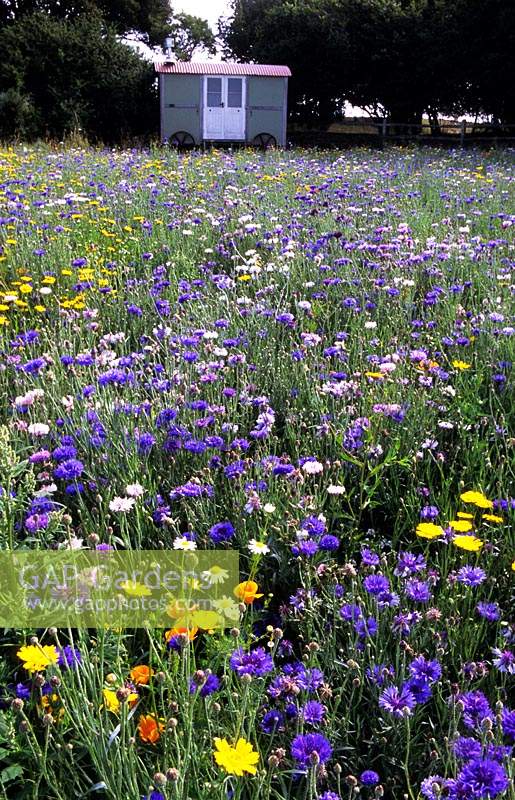 colourful annual cornfield seed mixture flowery mead Cornflower English and Californian poppies corn marigolds summer flower fie