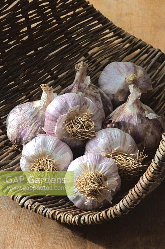 Garlic Isle of Wight in wicker trug basket autumn fall herb seasoning white edible culinary October large variety home grown