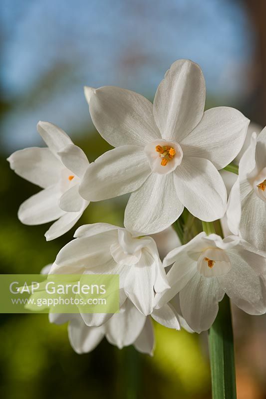 paperwhite daffodil Narcissus papyraceus recurvus Pheasant's Eye winter flower November white cream bulb scent fragrant house