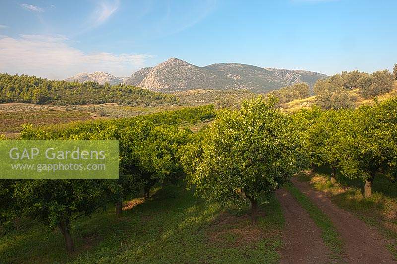 Orchard valley mountains Valencia Orange blossom Citrus sinensis fruit tree evergreen scent scented white flower autumn fall