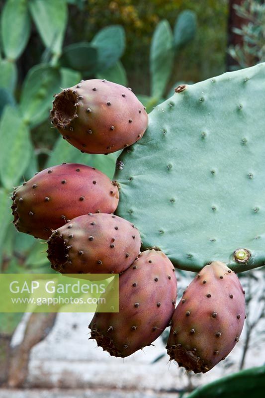 prickly pear Opuntia phaeacantha cactus edible fruit dry autumn fall garden plant