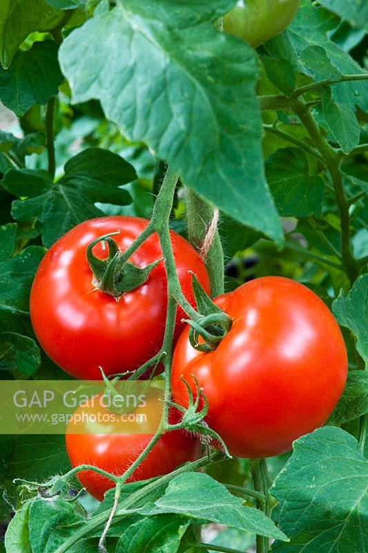 Tomato First Prize late summer vegetable red orange September edible kitchen garden plant