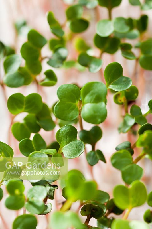 Radish Chinese Dragon seedlings grow sprouing perlite edible kitchen garden plant winter spring shoots