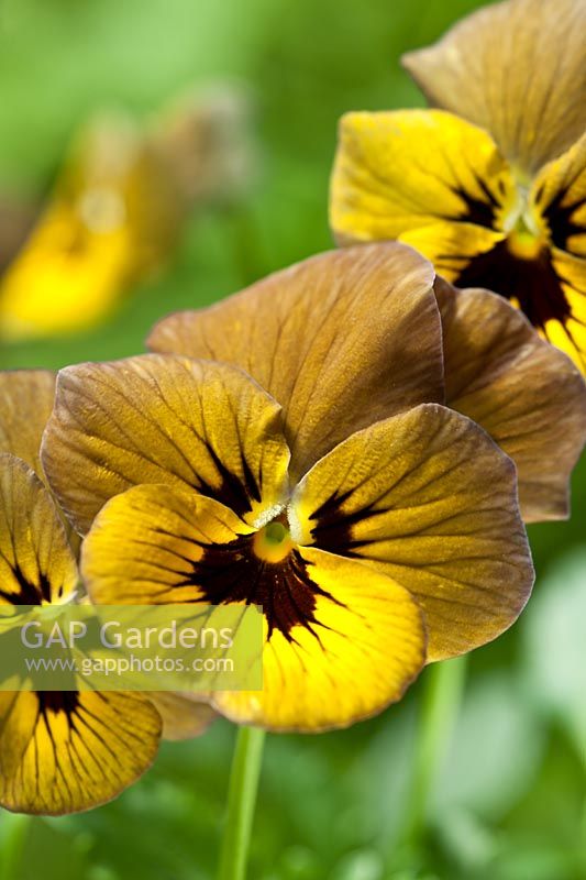 pansy Viola Irish Molly summer flower gold brown black perennial garden plant