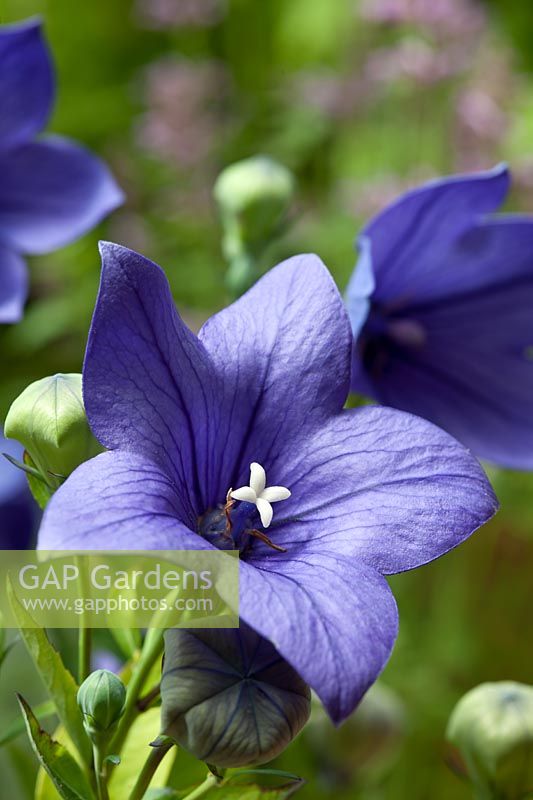 balloon flower Platycodon grandiflorus summer perennial blue purple June garden plant