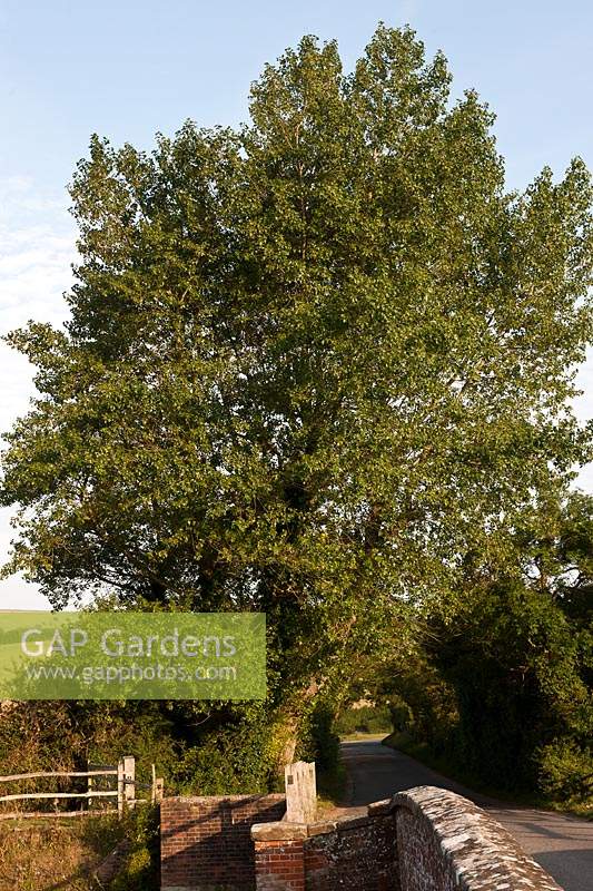 Canadian Black Hybrid Poplar Populus x canadensis English Alfriston bridge East Sussex deciduous tall tree summer July garden