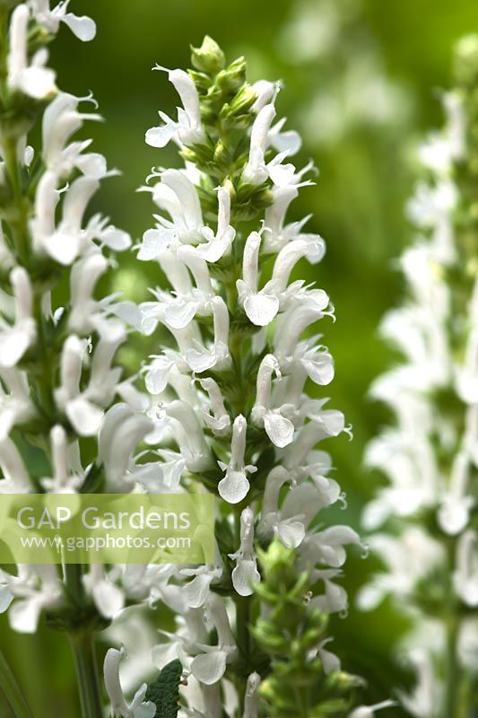 woodland sage Salvia nemorosa Sensation White