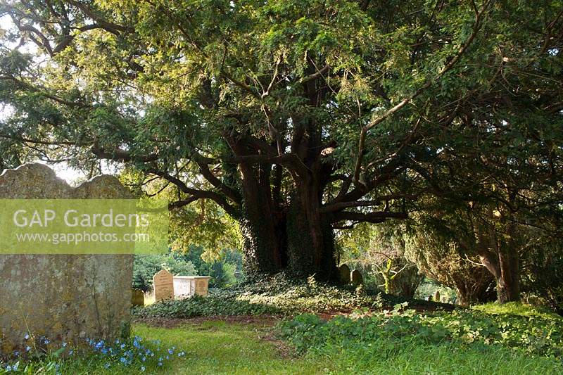 ancient hollow yew tree Taxus bacata Fittleworth churchyard Sussex England thirteenth century church evergreen large old sacred