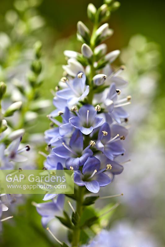Hebe Margret summer flower evergreen dwarf shrub bush pale blue violet lilac white May garden plant