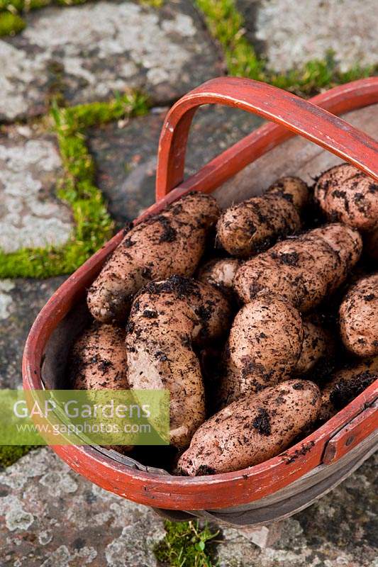 freshly harvested dug Anya potatoes in trug vegetable summer salad crop kitchen garden plant