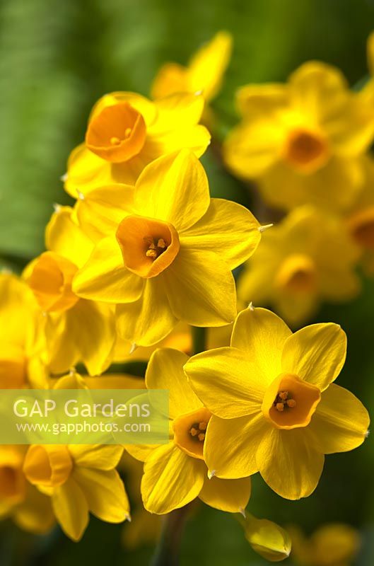 paperwhite daffodil Narcissus Grand Soleil d'Or tazetta subspecies aureus winter spring forcing flower February yellow bulb