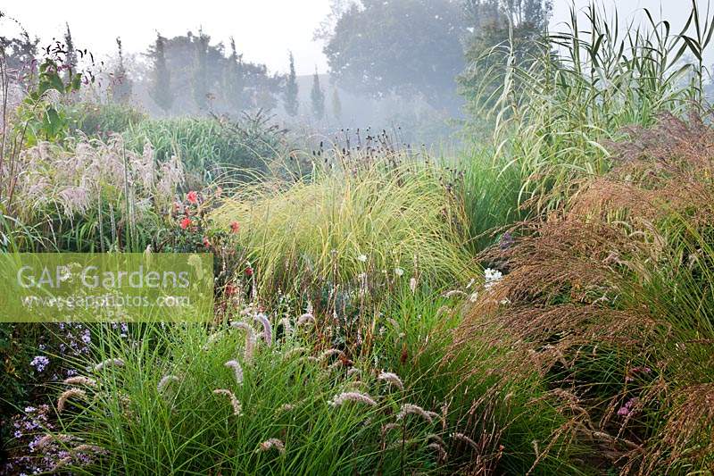 Marchants Sussex early autumn fall borders perennials ornamental grasses September mist misty morning garden plant combination