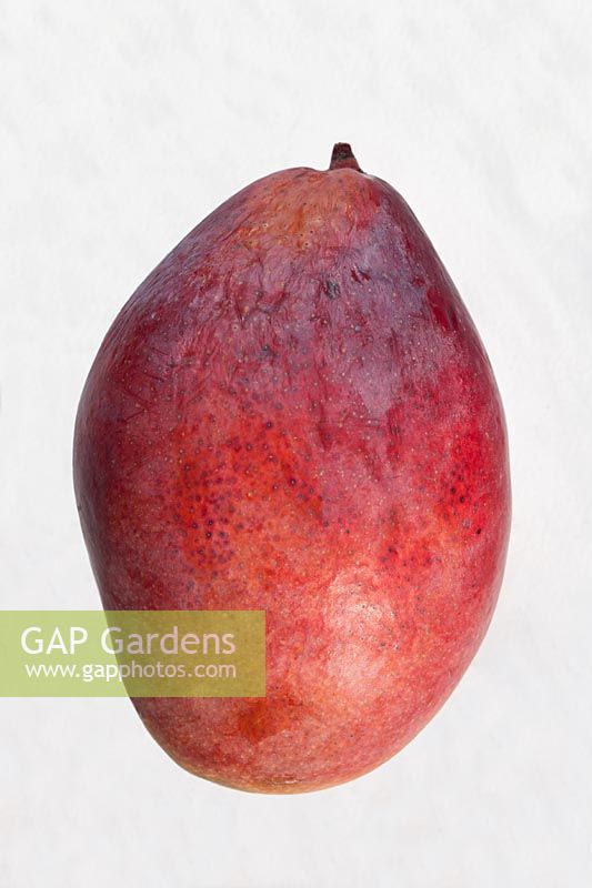 Mango ripe sweet fruit exotic African cutout white background edible garden plant