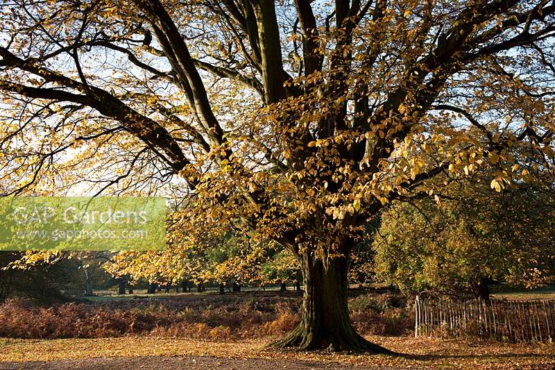 European beech Fagus sylvatica tree deciduous autumn fall leaf foliage colour November yellow gold orange Richmond Park Surrey