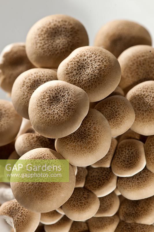 buna shimeji mushrooms brown beech Hypsizygus tessellatus home grown organic white edible kitchen garden plant food