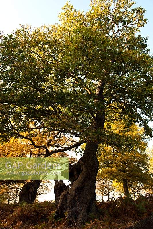 English oak trees Quercus robur ancient veteran deciduous autumn fall leaf foliage colour November yellow gold orange green