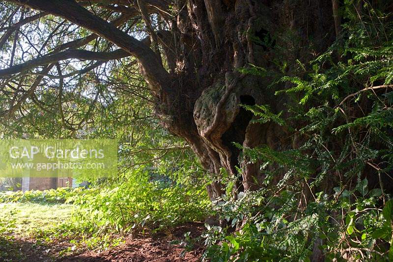 ancient yew tree Taxus bacata East Chiltington churchyard Sussex England summer September evergreen large old sacred Druid Druid