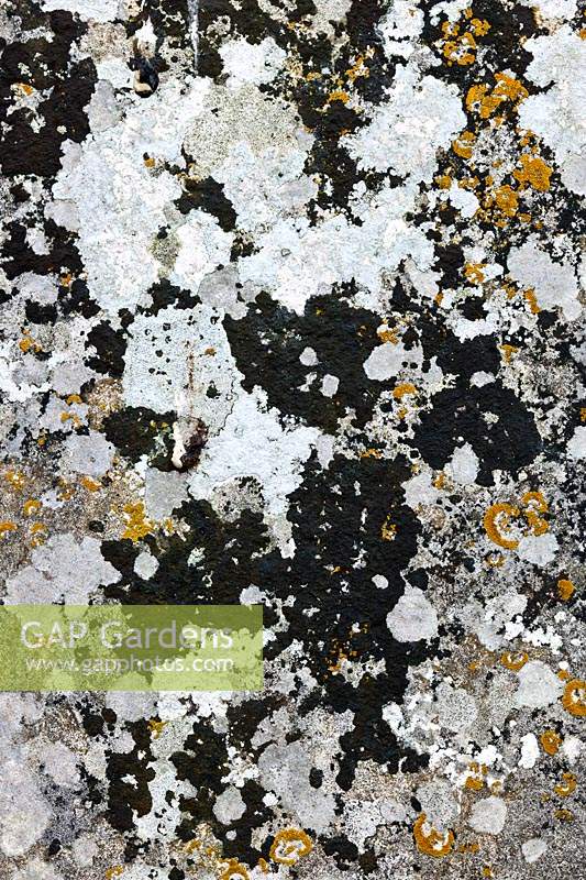 gravestone lichen lichens orange rosettes Caloplaca flavescens black patches Verrucaria nigrescens white Aspicilia calcarea