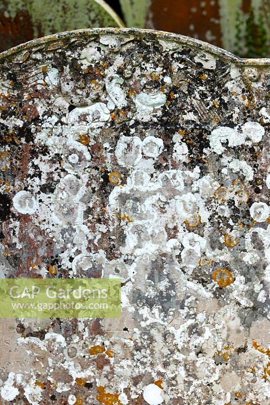 gravestone lichen lichens orange rosettes Caloplaca flavescens black patches Verrucaria nigrescens white Aspicilia calcarea