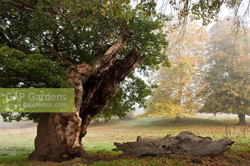 ancient sessile oak Quercus petraea pollarded tree Cowdray Park Sussex England autumn fall October leaf foliage green fallen