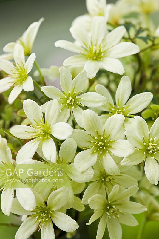 Clematis x cartmanii Pixie spring flower evergreen scented scent perfume climbing vine dwarf cream white April garden plant
