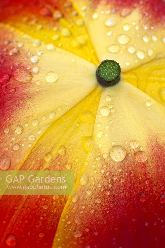 abstract close up tulip petals red orange yellow spring flower garden plant rain drops droplets