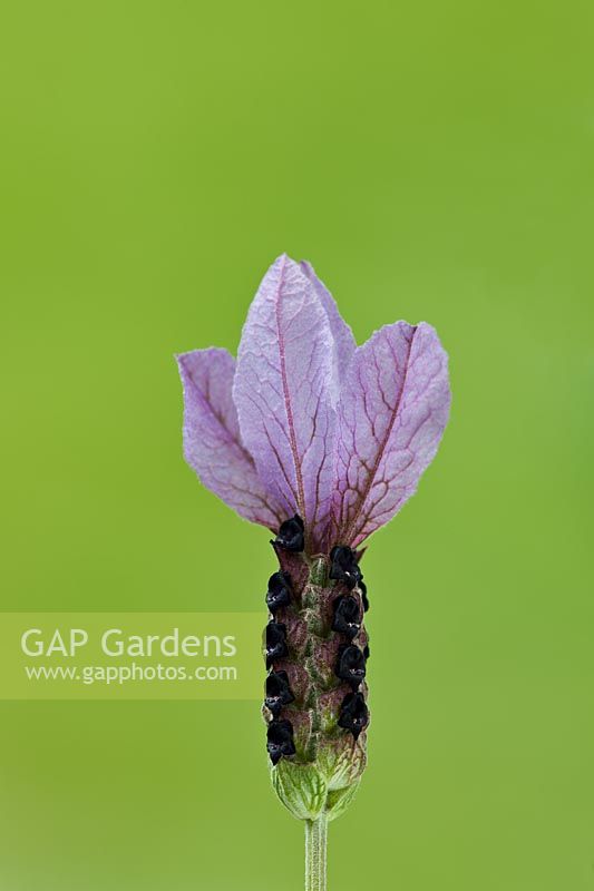 French lavender Lavandula stoechas Victory summer flower evergreen shrub herb purple violet May garden plant