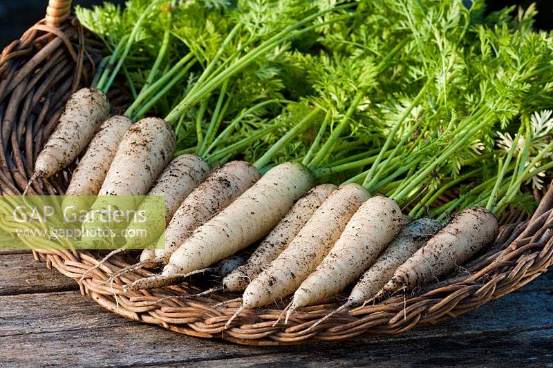 Carrot White Satin F1 hybrid carota var sativus trug summer fresh freshly harvested pulled home grown organic variety basket