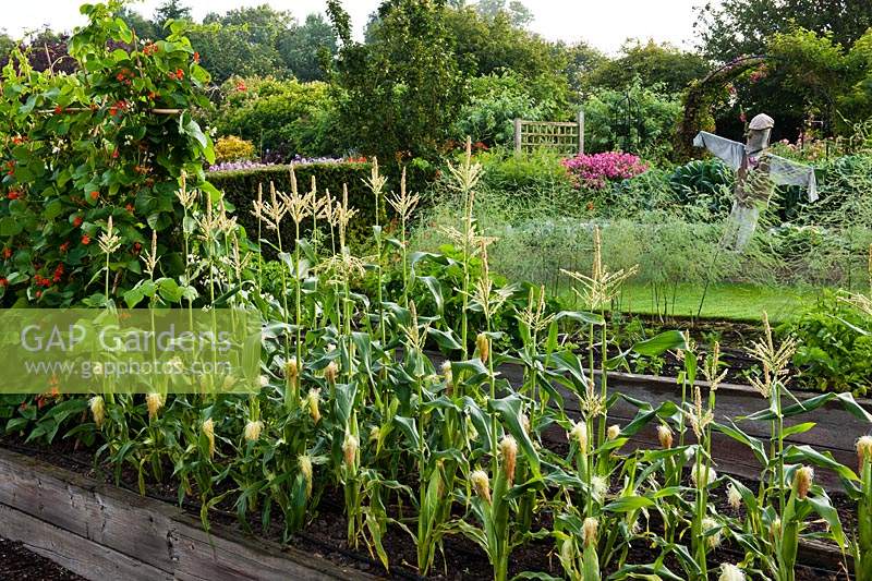 kitchen vegetable garden raised beds