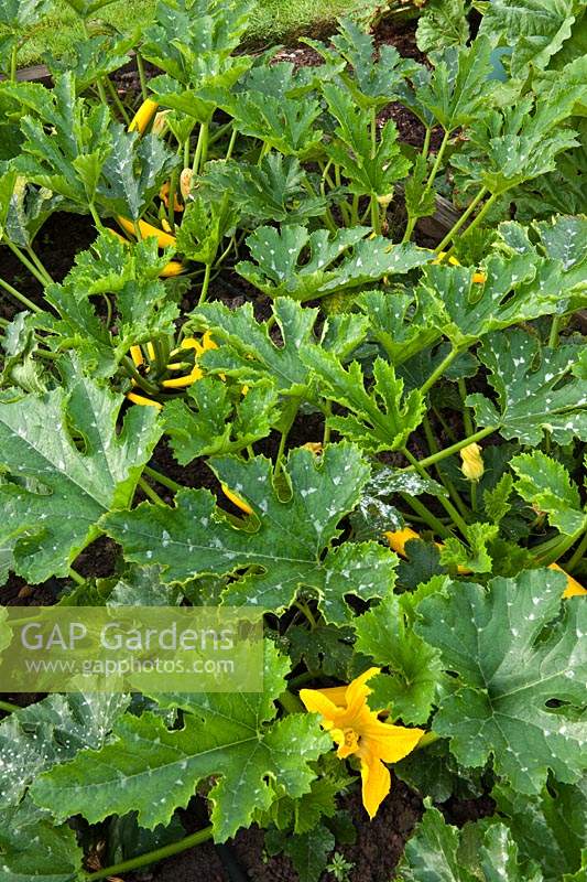 kitchen vegetable garden raised beds golden yellow Courgette Atena runner beans scarecrow summer August Latchetts Sussex child