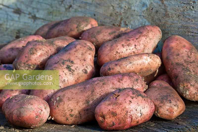 Potato Sarpo Una freshly dug harvested early main crop summer August home grown full soil pink allotment organic kitchen garden