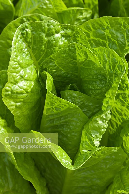 Cos Lettuce Bubbles Lactuca sativa summer leaf foliage vegetable container grown home organic edible kitchen garden plant July