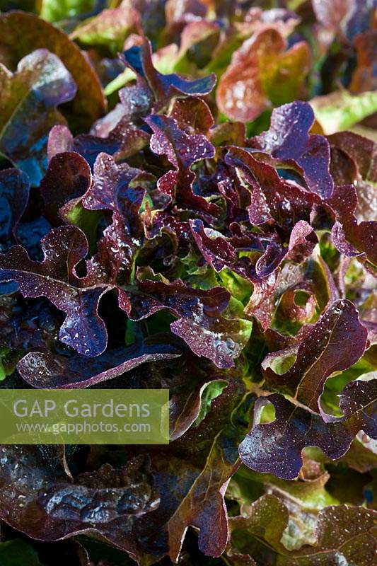 Cos Lettuce Little Gen Dazzler Lactuca sativa summer leaf foliage vegetable container grown home organic edible brown red