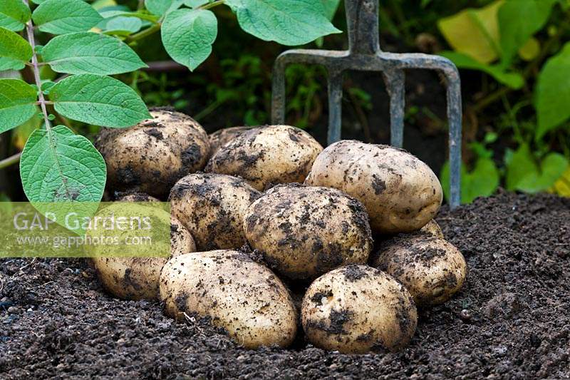 Potato 'Orla' freshly dug