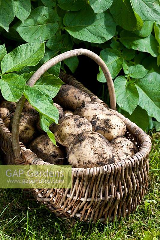 Potato Orla freshly dug harvested early main crop summer July home grown basket trug full soil allotment organic kitchen garden