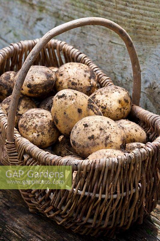 Potato Sante freshly dug harvested early main crop summer July home grown basket trug full soil allotment organic kitchen garden