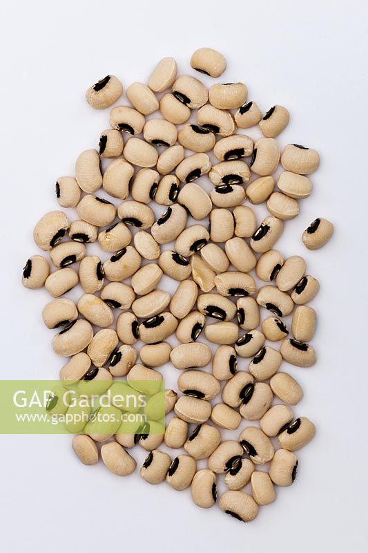 black-eyed beans peas Vigna unguiculata cowpeas cut out white background seed spring April kitchen garden plant