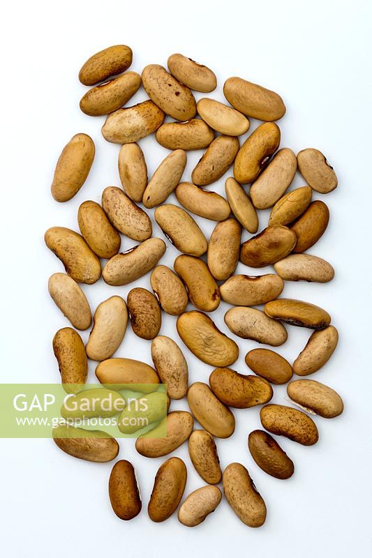 Climbing French Bean Blauhilde Phaseolus coccineus cut out white background seed spring April kitchen garden plant brown