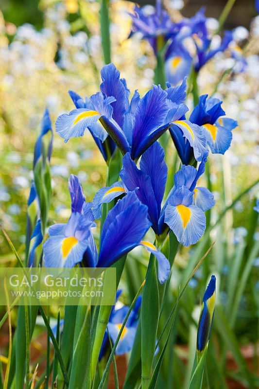 dutch Iris hollandica Sapphire Beauty summer flower bulb deep blue yellow May garden plant