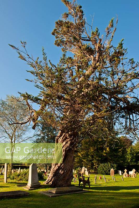 Eastern Red Cedar Juniperus virginiana Birdham churchyard Sussex ancient twisted distorted tall tree church autumn fall sun sun