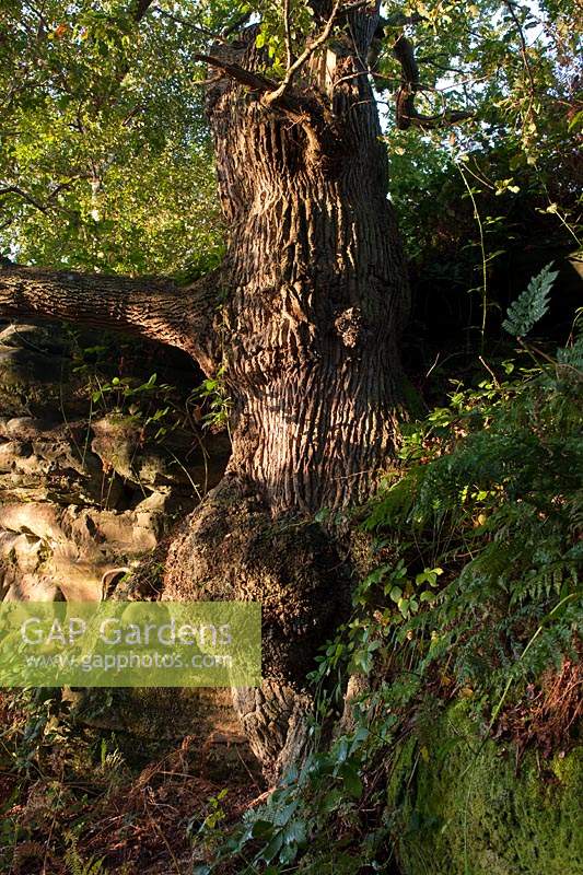 English oak Quercus robur East Sussex sandstone outcrop clinging growing edge erosion exposed roots morning sun sunshine light