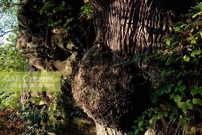 English oak Quercus robur East Sussex sandstone outcrop clinging growing edge erosion exposed roots morning sun sunshine light