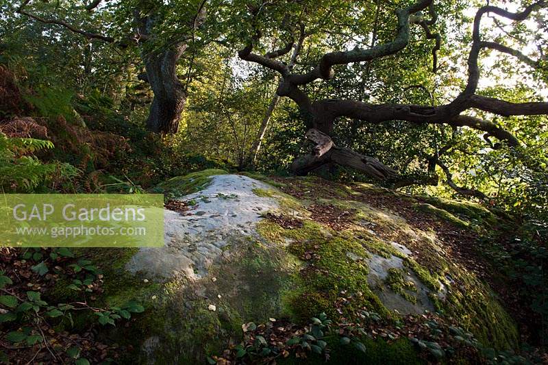 nature reserve oak tree East Sussex sandstone outcrop clinging growing edge erosion exposed roots morning sun sunshine light
