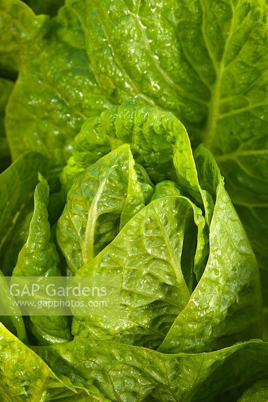 Cos Lettuce Bubbles Lactuca sativa summer leaf foliage vegetable container grown home organic edible kitchen garden plant