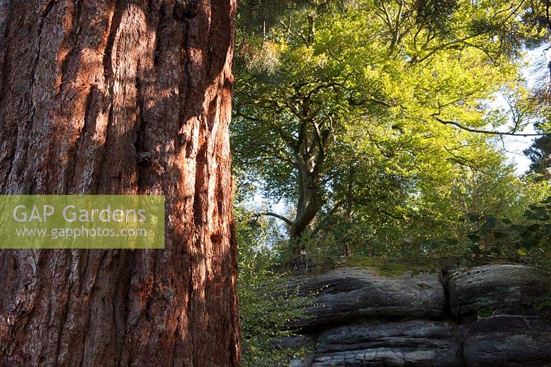 Dawn redwood tree Metasequoia glyptostroboides tree trunk Lake Wood East Sussex Woodland Trust sandstone ridges late summer Sept